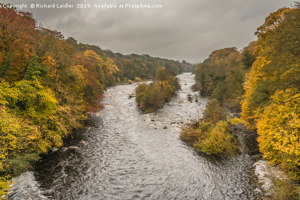 Autumn on the River Tees at Winston 1 Picture Board by Richard Laidler