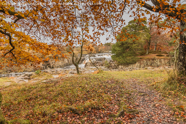 Autumn Leaves at Low Force Waterfall, Teesdale Picture Board by Richard Laidler