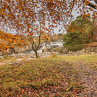 Buy canvas prints of Autumn Leaves at Low Force Waterfall, Teesdale by Richard Laidler