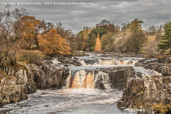 Autumn Colours at Low Force Waterfall, Teesdale Picture Board by Richard Laidler
