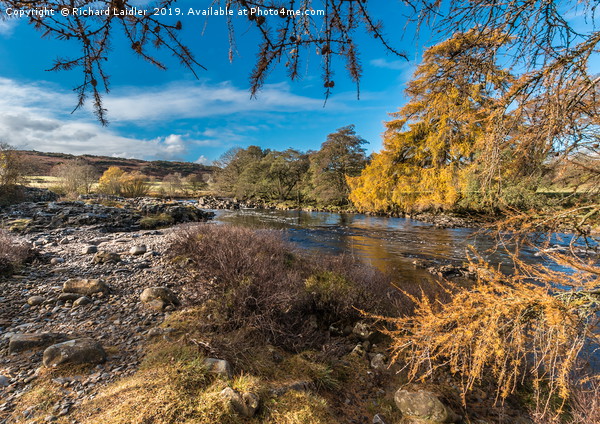 Autumn on the River Tees in Upper Teesdale Picture Board by Richard Laidler