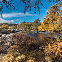 Buy canvas prints of Autumn on the River Tees in Upper Teesdale by Richard Laidler