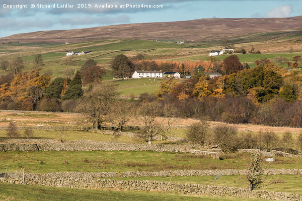 East Friar House from Holwick, Teesdale Picture Board by Richard Laidler