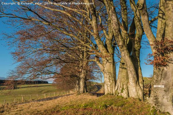 Winter Beeches at Ettersgill, Teesdale Picture Board by Richard Laidler