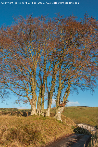 Bare Beech Trees at Ettersgill, Teesdale Picture Board by Richard Laidler