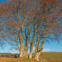 Buy canvas prints of Bare Beech Trees at Ettersgill, Teesdale by Richard Laidler