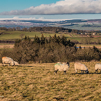 Buy canvas prints of Wintry Teesdale from Barningham Moor by Richard Laidler