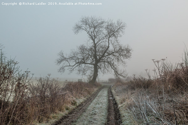 Ash Tree Silhouette in Frost and Fog Picture Board by Richard Laidler