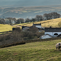 Buy canvas prints of Birch Bush and Ettersgill House Farms, Teesdale by Richard Laidler