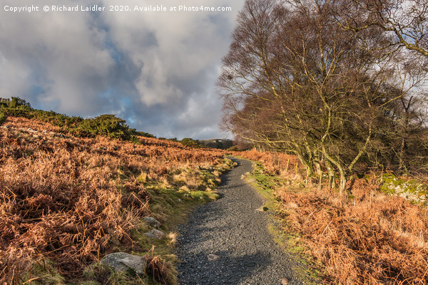 Winter Sun on the Pennine Way near High Force Picture Board by Richard Laidler
