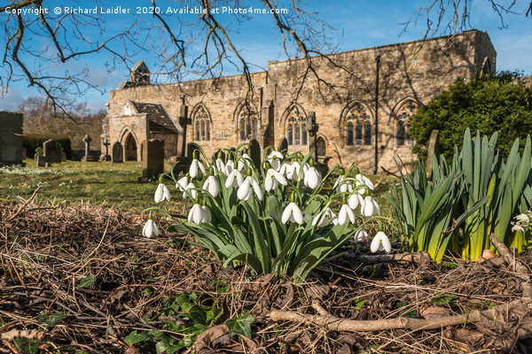 Snowdrops in St Marys Churchyard Wycliffe Teesdale Picture Board by Richard Laidler