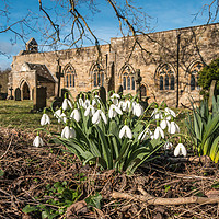 Buy canvas prints of Snowdrops in St Marys Churchyard Wycliffe Teesdale by Richard Laidler