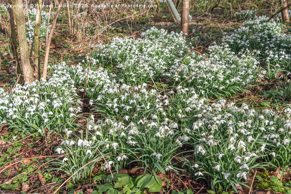 Woodland Snowdrops Picture Board by Richard Laidler