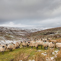 Buy canvas prints of Swaledales in a wintry Hudes Hope valley by Richard Laidler
