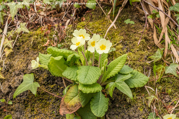 Spring Cheer - Flowering Wild Primrose Picture Board by Richard Laidler