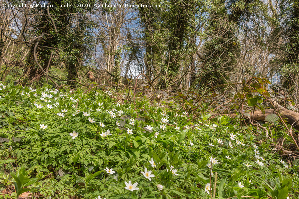 Spring Cheer - Wood Anemones Picture Board by Richard Laidler