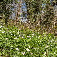 Buy canvas prints of Spring Cheer - Wood Anemones by Richard Laidler