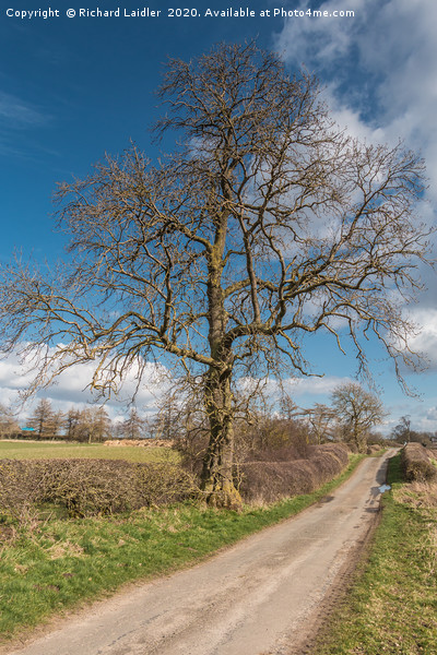 Lone Ash Silhouette in Early Spring Picture Board by Richard Laidler