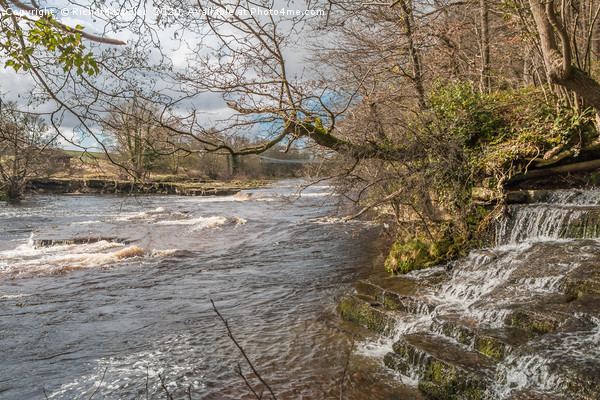 Wholton Beck meets the River Tees Picture Board by Richard Laidler