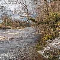 Buy canvas prints of Wholton Beck meets the River Tees by Richard Laidler