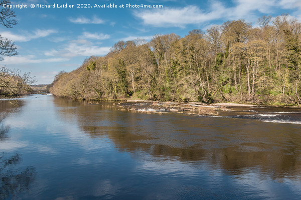 Early Spring on the River Tees at Wycliffe Picture Board by Richard Laidler