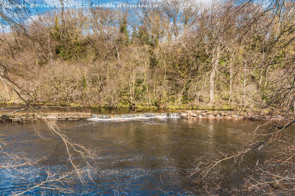 Early spring on the River Tees at Whorlton Picture Board by Richard Laidler