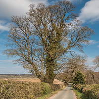 Buy canvas prints of Sycamore Silhouette by Richard Laidler