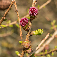 Buy canvas prints of Spring Cheer - Female Larch Flowers by Richard Laidler