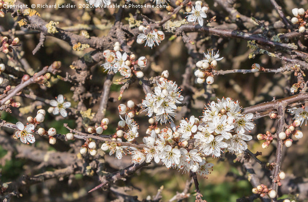 Spring Cheer - Flowering Blackthorn Picture Board by Richard Laidler