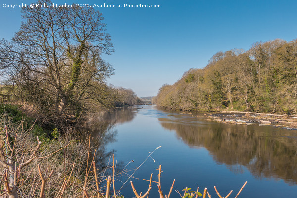 The River Tees at Wycliffe, Teesdale, in Spring Picture Board by Richard Laidler