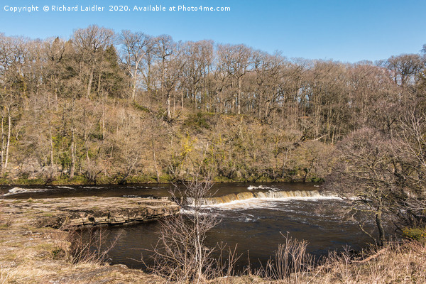 A River Tees cascade at Whorlton in Spring Sun Picture Board by Richard Laidler