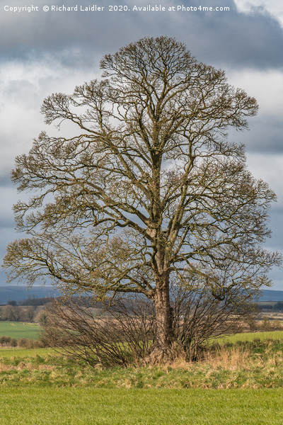 Solitary Sycamore Silhouette Picture Board by Richard Laidler