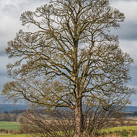 Buy canvas prints of Solitary Sycamore Silhouette by Richard Laidler