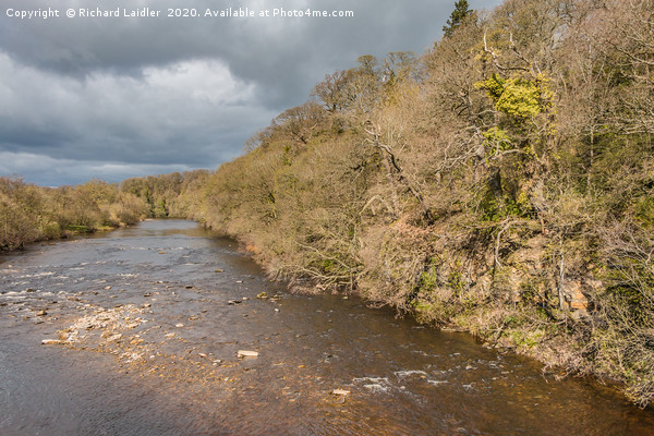 The River Tees at Whorlton in Early Spring Picture Board by Richard Laidler