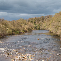 Buy canvas prints of The River Tees at Whorlton Early Spring Panorama by Richard Laidler