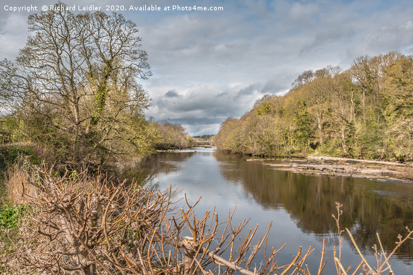 River Tees at Wycliffe, Teesdale, in Early Spring Picture Board by Richard Laidler