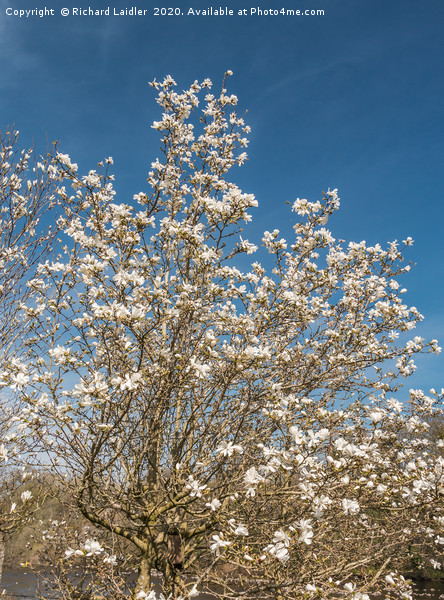 Spring Cheer - Flowering White Magnolia Picture Board by Richard Laidler