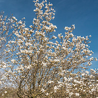 Buy canvas prints of Spring Cheer - Flowering White Magnolia by Richard Laidler