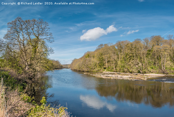 The River Tees at Wycliffe in April Sunshine Picture Board by Richard Laidler