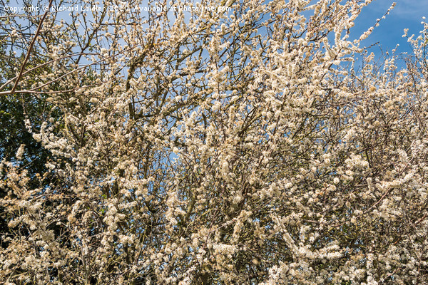 Spring Cheer - Blackthorn Bush in Full Bloom Picture Board by Richard Laidler