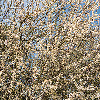 Buy canvas prints of Spring Cheer - Blackthorn Bush in Full Bloom by Richard Laidler