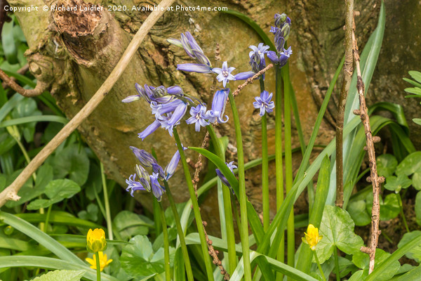 First Bluebells of the Season Picture Board by Richard Laidler