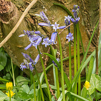 Buy canvas prints of First Bluebells of the Season by Richard Laidler