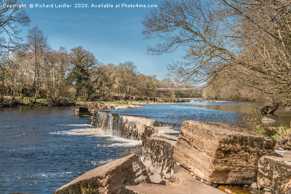 The River Tees at Whorlton, Teesdale in Spring Picture Board by Richard Laidler