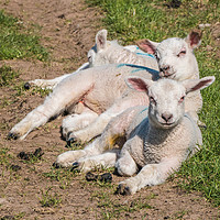 Buy canvas prints of A Track of Lamb by Richard Laidler