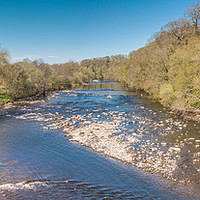 Buy canvas prints of The River Tees at Whorlton Spring Panorama by Richard Laidler