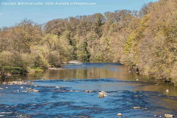 The River Tees at Whorlton in Spring Picture Board by Richard Laidler
