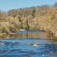 Buy canvas prints of The River Tees at Whorlton in Spring by Richard Laidler
