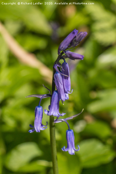 English Bluebell Picture Board by Richard Laidler