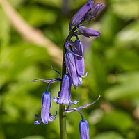 Buy canvas prints of English Bluebell by Richard Laidler